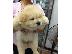 PoulaTo: Τσόου τσόου ΛΕΥΚΟ Chow chow BEIGE